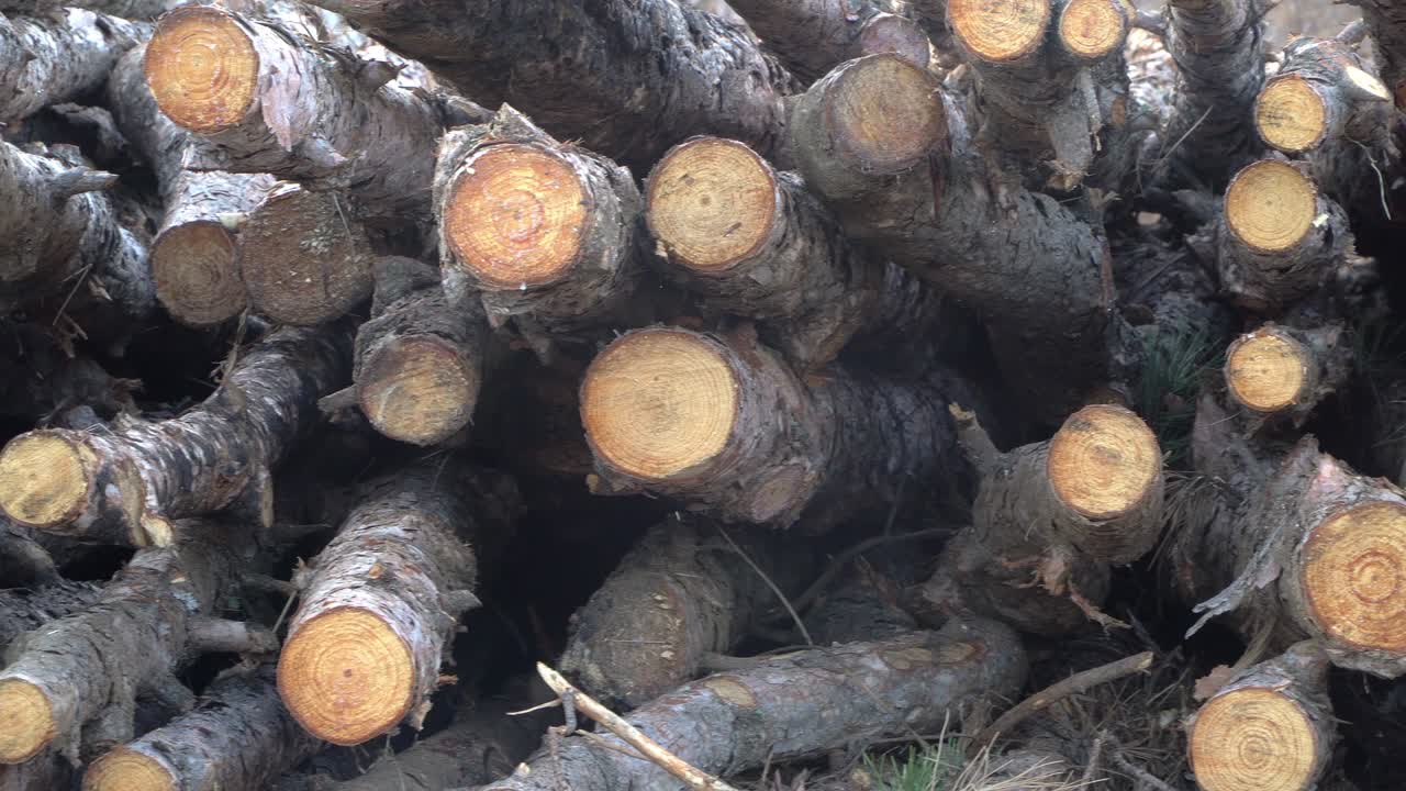 겨울에 쓰일 수 있는 나무 줄기 어리