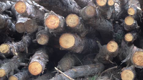 montón de troncos de madera para el invierno