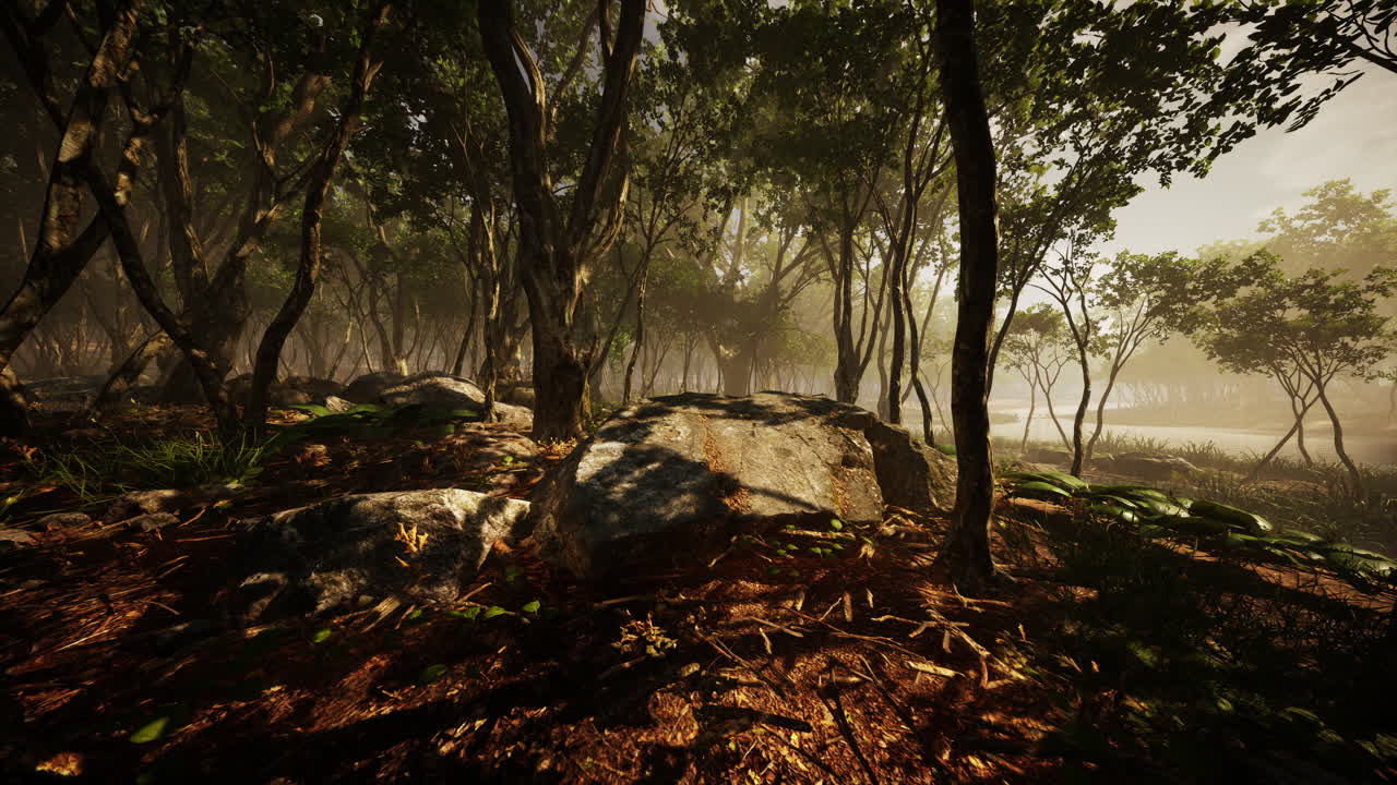 hermosa mañana en el bosque