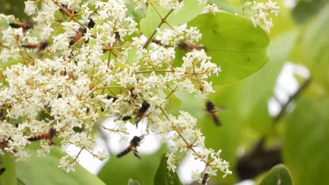 Miel-De-Abeja-En-Flor-Uhd-Mp4-4k