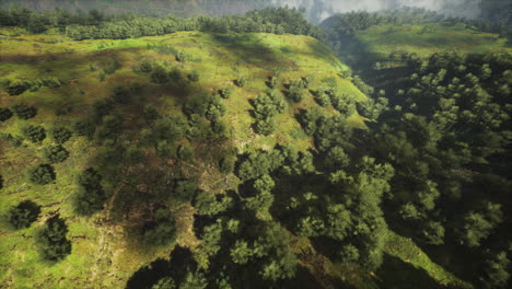 tropical forest in morning view of highland malaysia