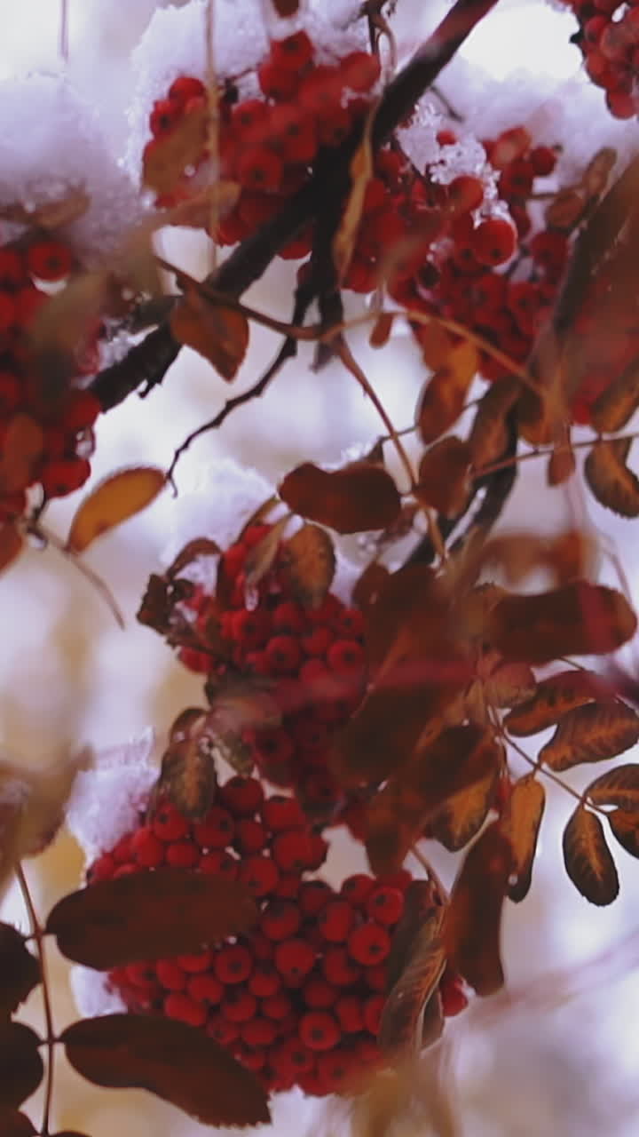 CU shot, slow motion: sorb tree branches with leaves and red ashberries bunches covered with white snow in frozen winter forest extreme close view