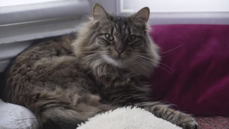 cat bostezos
