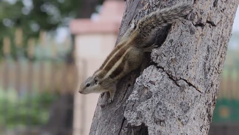hermosa ardilla en árbol stock video h264 full hd 1920 x 1080 res