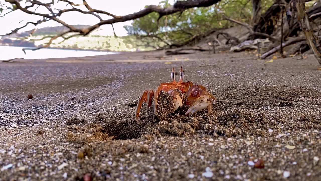 En spøkelseskrabbe kommer ut av hullet sitt på stranden på Santiago-øya på Galapagos, med sand i klørne.