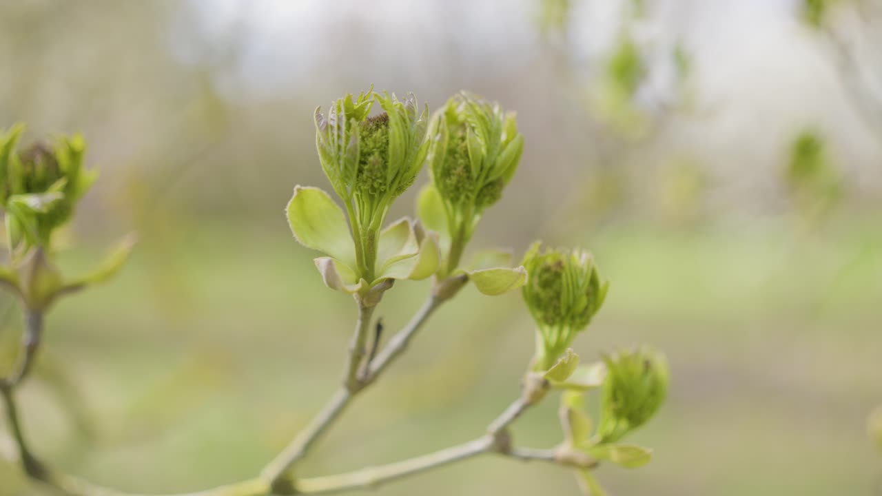 Nærbilde av vårknopper på en gren