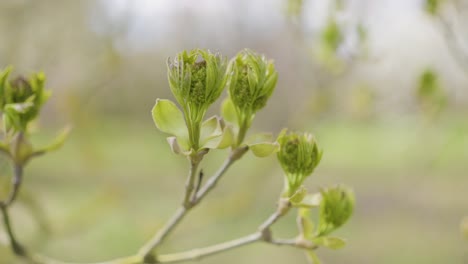 close-up of spring buds on a branch