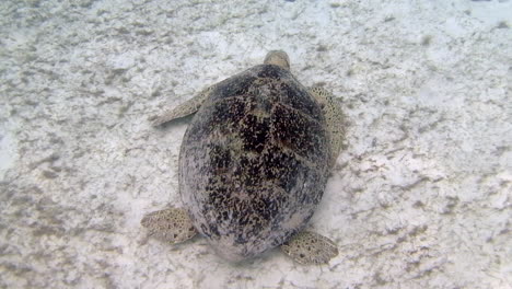 sea turtle eating grass on seabed under a crystal clear water in perhentian islands in malaysia