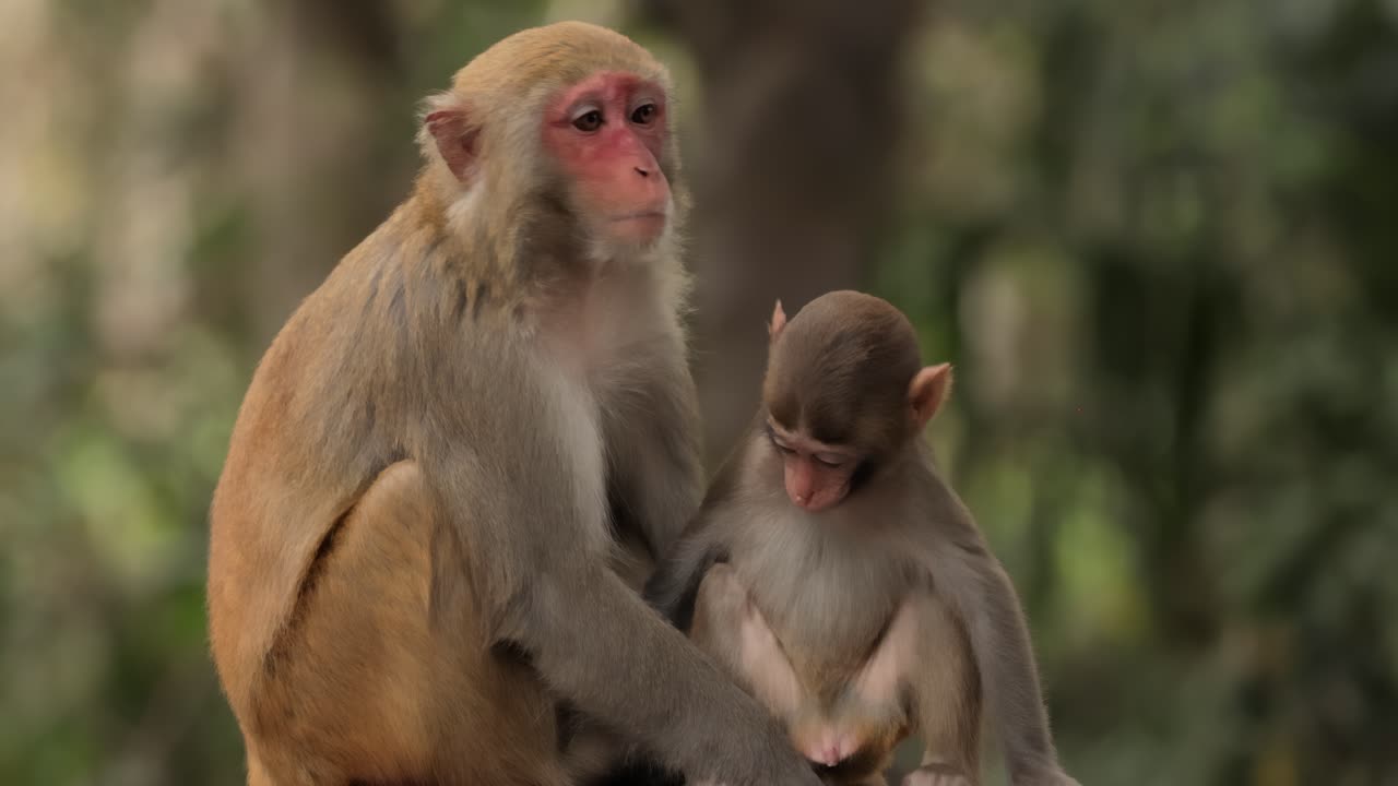 Macaques in nature. Macaques constitute a genus (Macaca) of gregarious monkeys. Macaques are found in a variety of habitats throughout the Asian continent and are highly adaptable