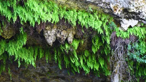 Este-Es-Un-Video-Estático-De-Plantas-Colgando-De-La-Entrada-De-Una-Cueva