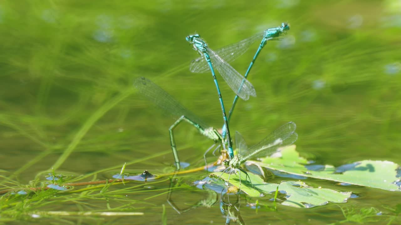 dos parejas de libélulas azules apareándose en una planta de agua - anisoptera
