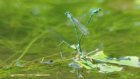 two couples of blue dragon flies mating on a water plant - anisoptera