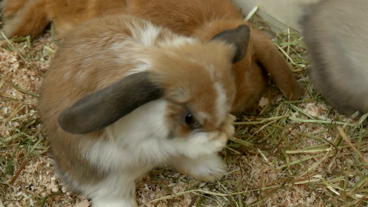 아기 토끼 코 기