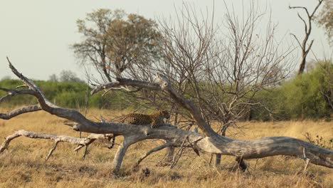 wide clip of a leopard resting on the trunk of a dead fallen tree in khwai, botswana