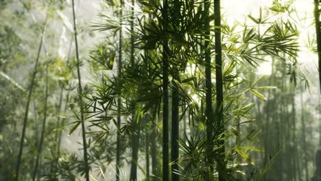 green-bamboo-forest-with-morning-sunlight