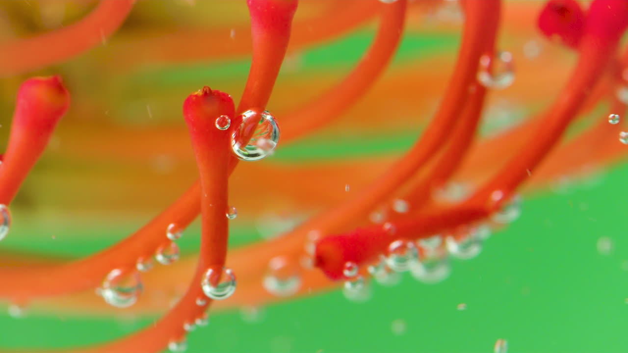 flor roja con burbujas bajo el agua