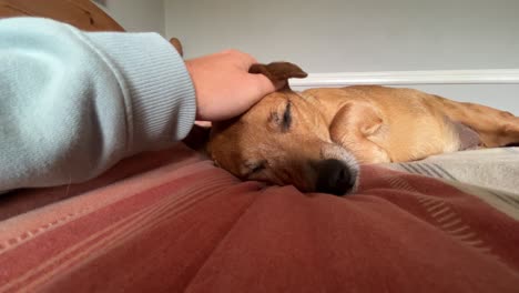 Tired-and-old-Jack-Russel-dog-falling-asleep-whilst-the-owner-is-giving-a-head-massage-which-the-dog-is-finding-very-relaxing-to-the-point-where-she-cant-stay-awake-it-is-soo-good