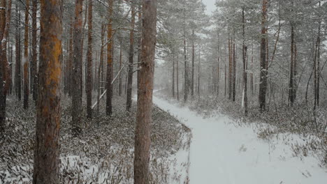 swamp forest of lithuania in the month of march