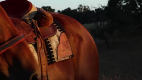 The-fully-saddled-horse-turns-her-head-looking-into-the-vibrant-sunset