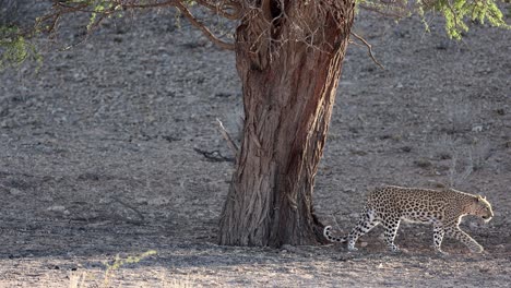 una hembra adulta de leopardo caminando junto a un árbol grande en kgalagadi, sudáfrica