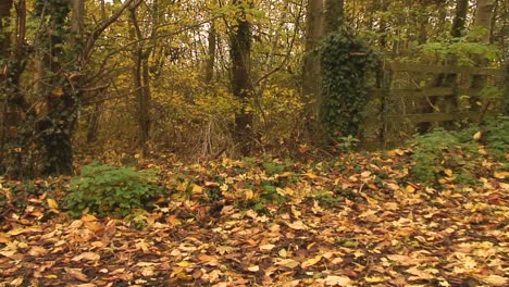 Hojas-De-Otoño-Tiradas-En-El-Suelo-En-El-Pueblo-Inglés-De-Asfordby-Valle-Cerca-De-Melton-Mowbray-En-El-Condado-De-Leicestershire