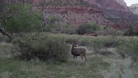 Mule-deer-doe-watching-out-for-dangers-in-Zion-National-Park,-Utah-in-slow-motion