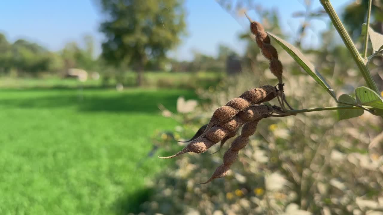 Pigeon pea seed pod swaying gently with the wind