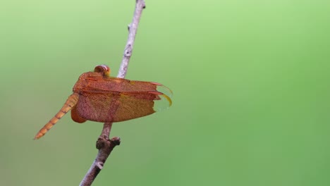 libélula grasshawk, neurothemis fluctuans