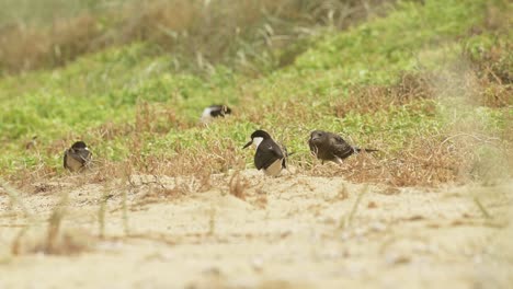 Juvenile-Rußseeschwalbe-Kreischt-Zu-Ihrem-Elternteil,-Das-Sie-An-Einem-Grasbewachsenen-Strand-Auf-Lord-Howe-Island-Nsw-Australien-Ignoriert