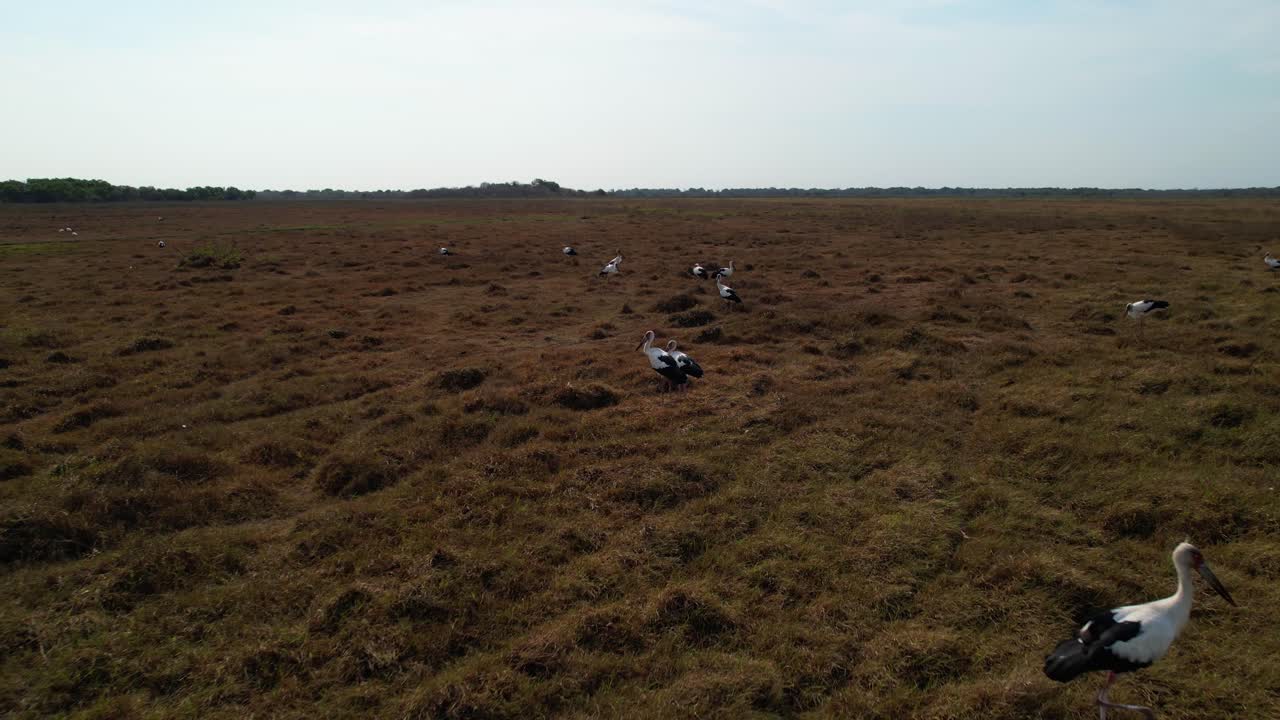 Aerial view flock of Maguari Storks or Gaban Pionio walking through vast plains of Venezuelan llanos