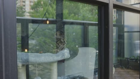 reflections through glass window with resting tabby cat looking outside