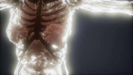 animación colorida del cuerpo humano que muestra huesos y órganos