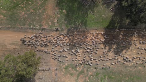 4k 60fps vista de avión no tripulado de rebaño de ovejas en el campo ovejas corriendo - disparo boom