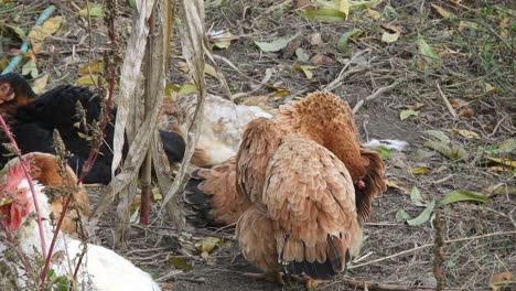 Close-up-chicken-free-in-a-garden