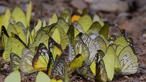 mariposas en lamer minerales: mariposas lamiendo minerales uno por uno mientras se agrupan en el suelo a primera hora de la mañana en el parque nacional kaeng krachan