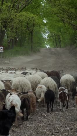 sheep herding through forest path