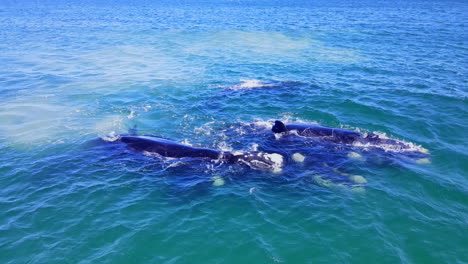 southern right whale mating group display and courtship ritual, annual migration