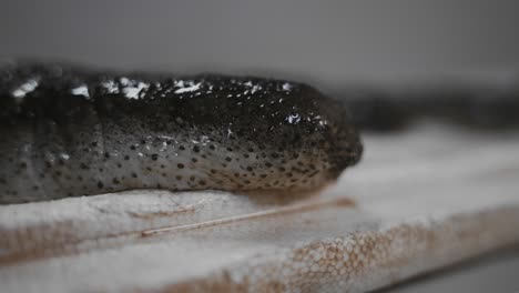 Sea-cucumber-on-a-white-background