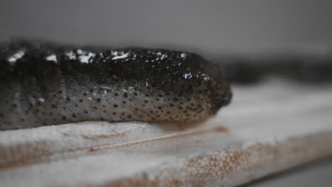 pepino de mar sobre un fondo blanco