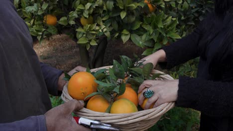 close-up of hands placing ripe oranges with green leaves into a woven basket, capturing the teamwork and traditional harvesting methods in a vibrant maltese orchard filled with healthy citrus trees.