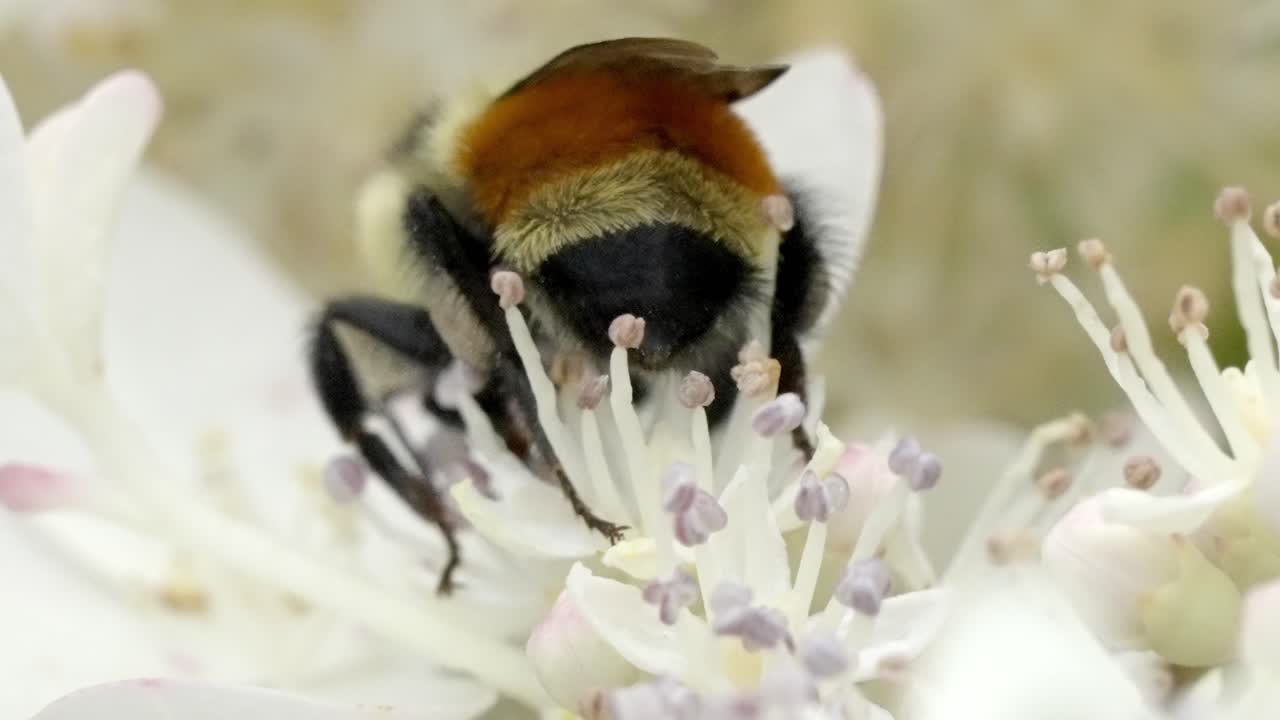 Wild Bee on Hydrangea Flower Showing Detailed Wings