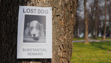 on the tree hangs a poster about the disappearance of the dog breed australian shepherd