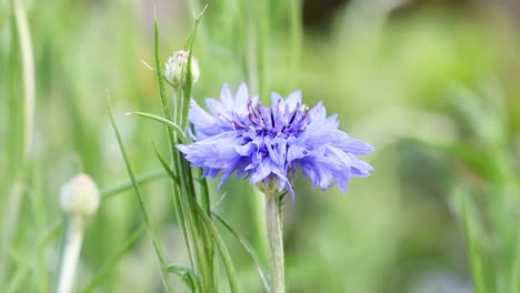 cornflower in bloom at botanic gardens