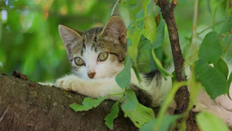 stray kitten on a tree branch. stray cat is an un-owned domestic cat that lives outdoors and avoids human contact: it does not allow itself to be handled or touched, and remains hidden from humans.