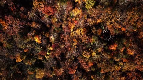 top down pedestal up movement from a drone, aerial, birds eye view displaying vibrant fall, autumn trees and nature