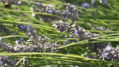 lavender field with bee