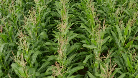 Corn-Crops-Field-close-up-Birds-Eye-Top-Down-Aerial-Overhead-View,-rich-Green-Agriculture