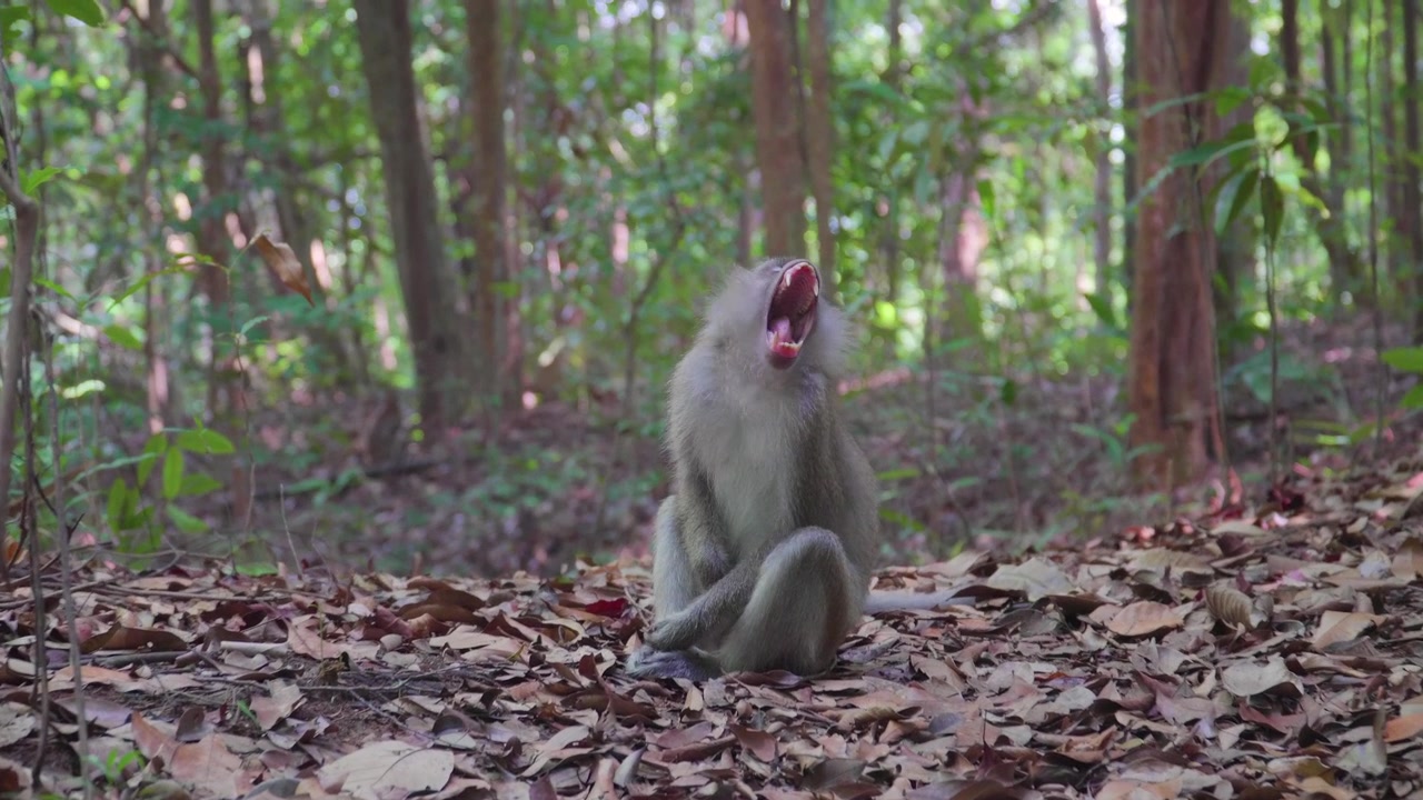 Monyet ekor panjang atau Monyet pemakan kepiting (Macaca fascicularis) duduk di tanah melihat sekeliling dan menguap di hutan hujan di Hutan Hujan Nasional Gunung Lambak, Malaysia.