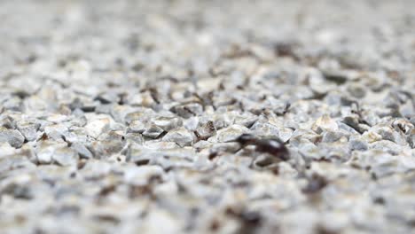 Close-up-of-black-ants-on-a-floor