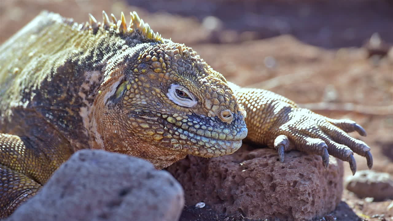 갈라파고스 제도에 있는 육지 이구아나 자이언트 도마뱀의 극단적인 클로즈업